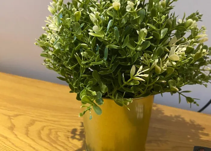 Sahara 3,5 Z Balkon Smart Tv Kueche Wama Duisburg